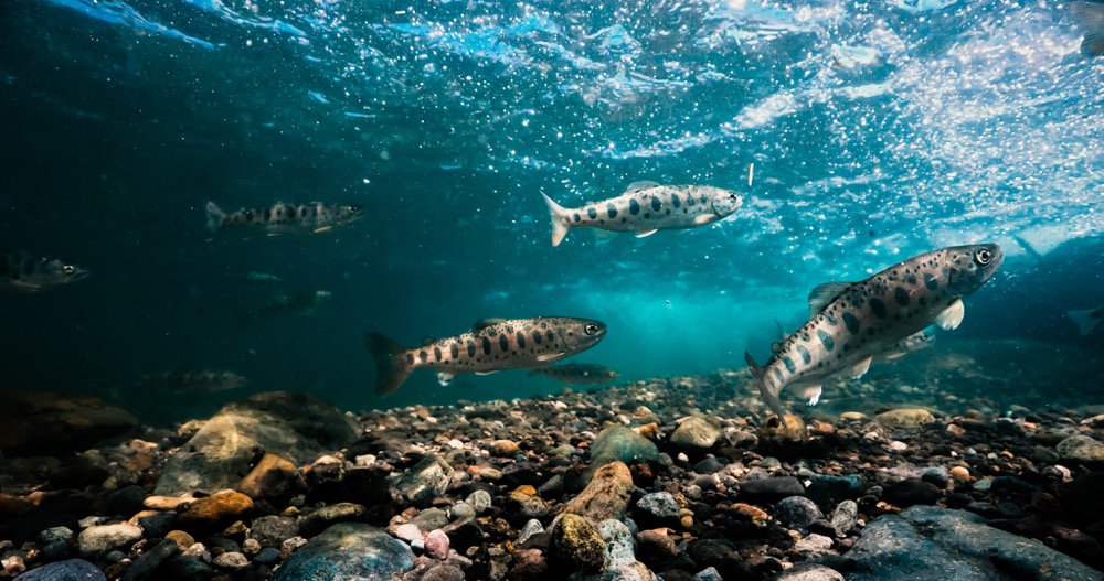 水中を泳ぐ魚たち