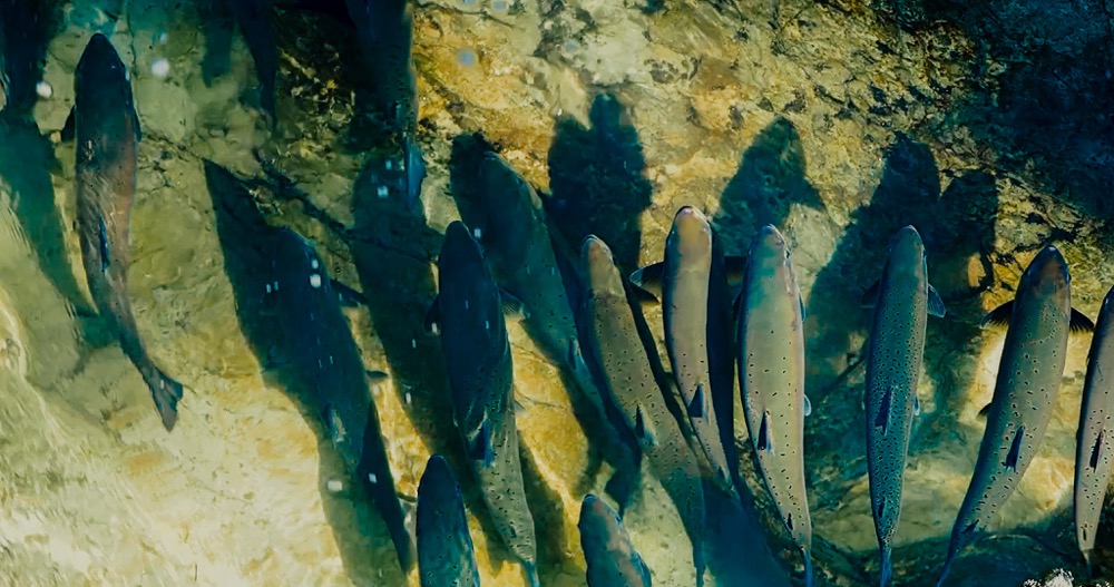 水面下に集まる魚たち