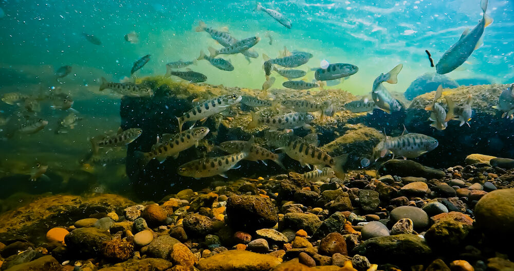 川を泳ぐ魚たち