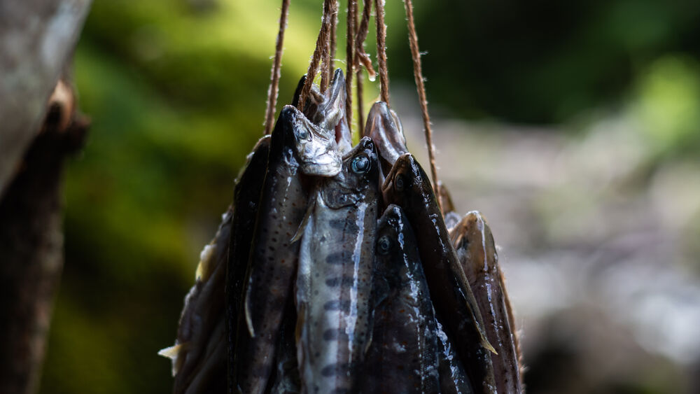 干された魚