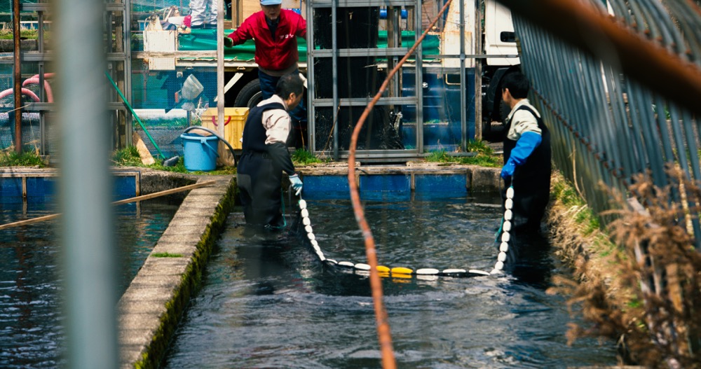 養魚場で作業する人々