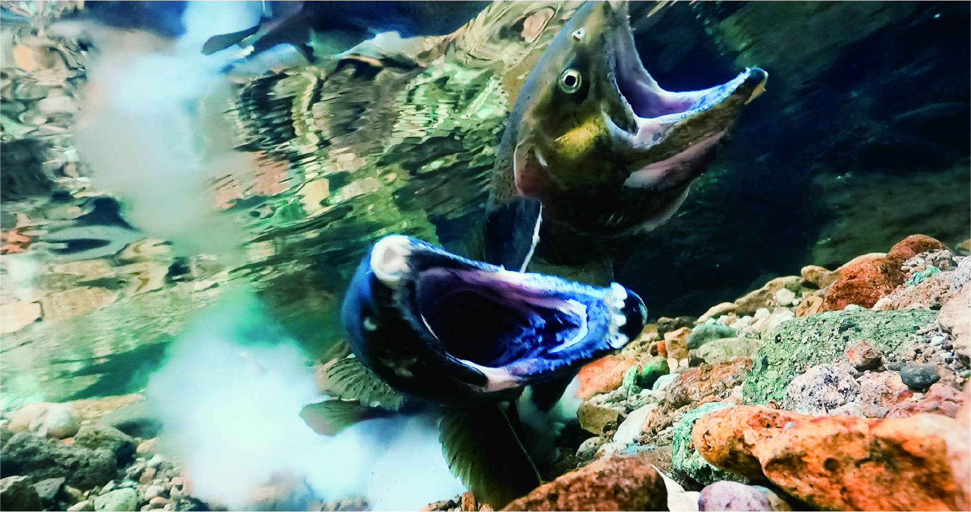 水中のサクラマス